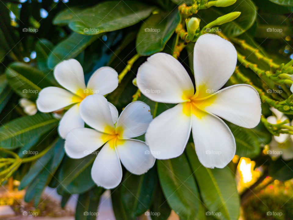 Flower Plumeria