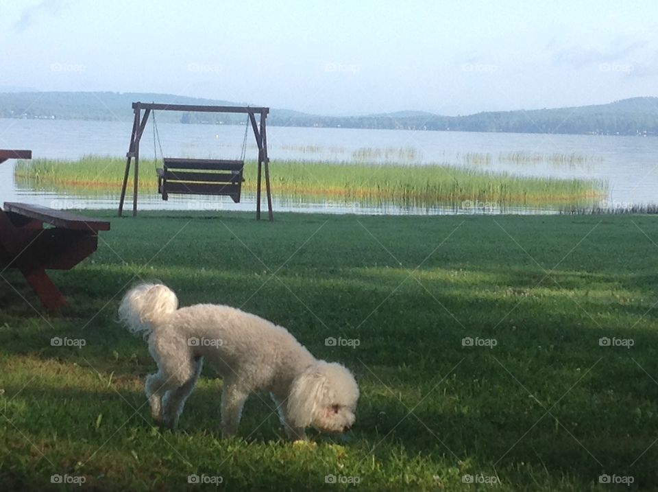 Small dog at a camp in Maine