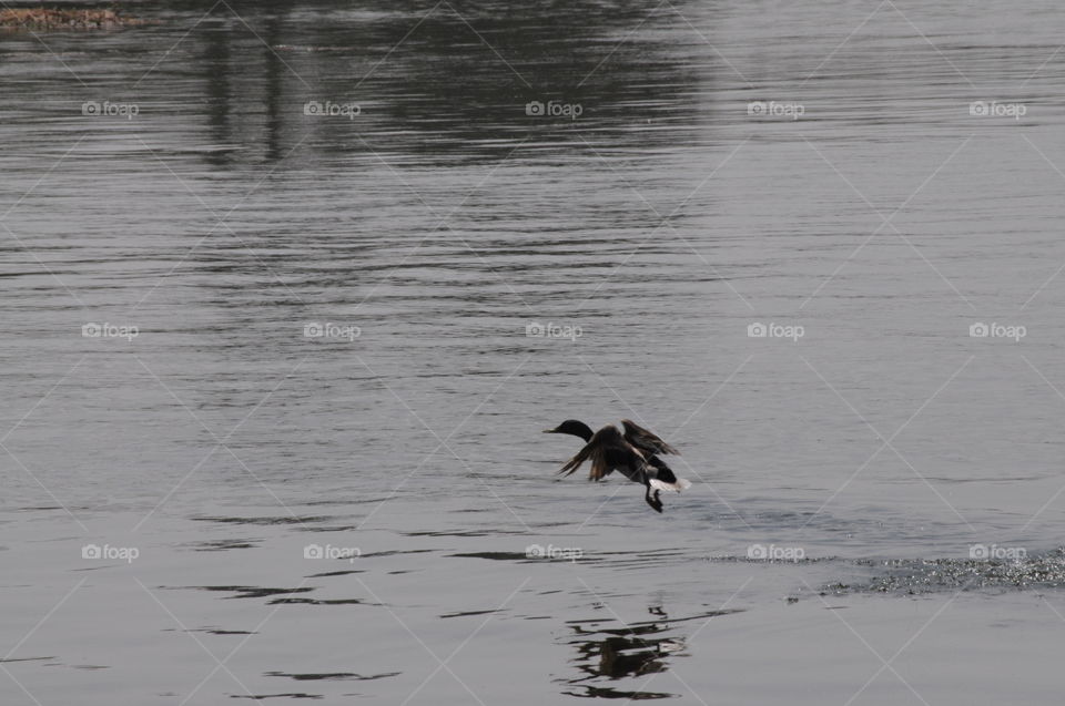 duck taking off from water