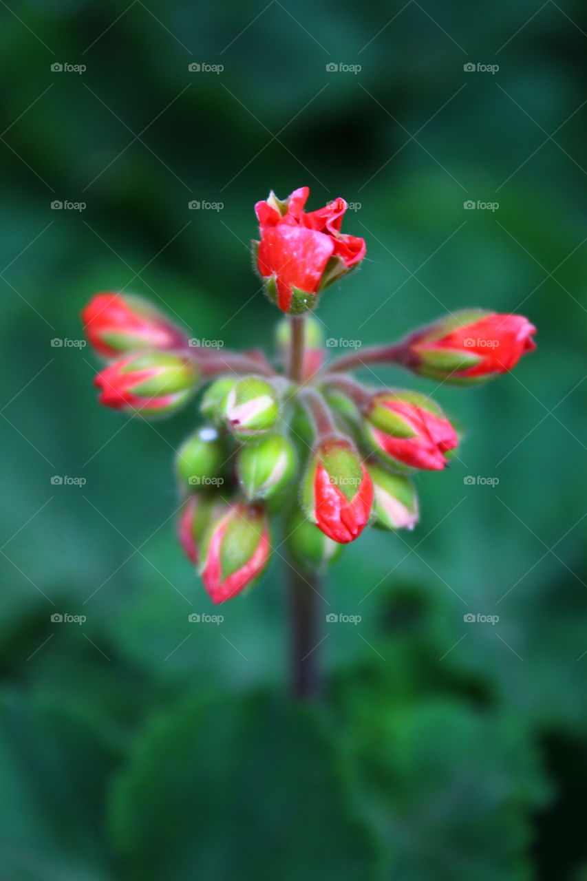 geranium blosso