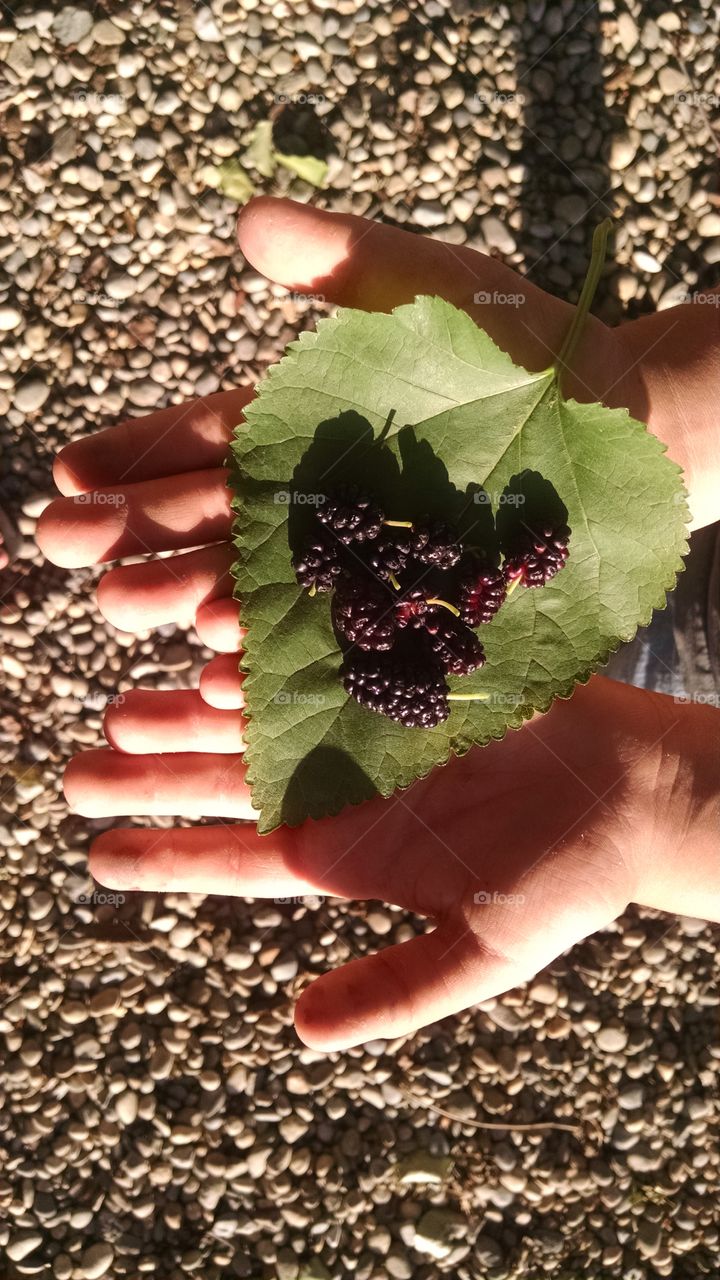 mulberries. first mulberries of the season