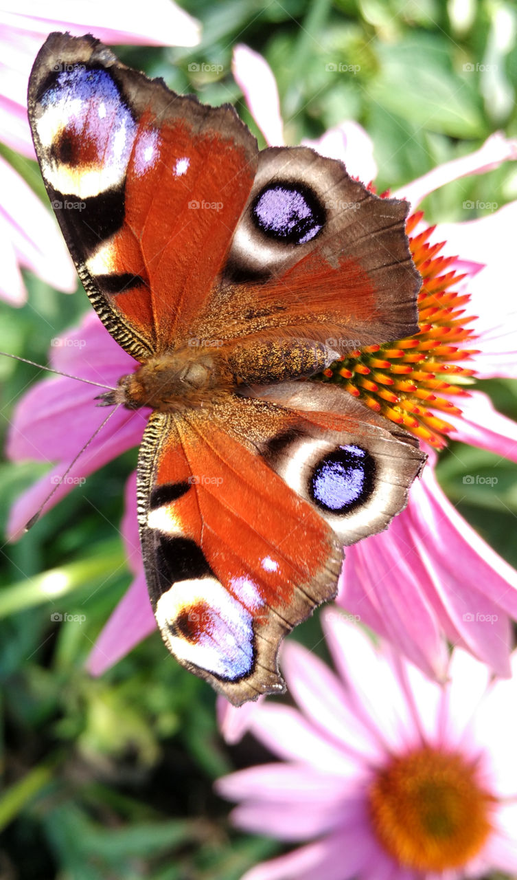 Peacock butterfly sitting on a flower echinacea