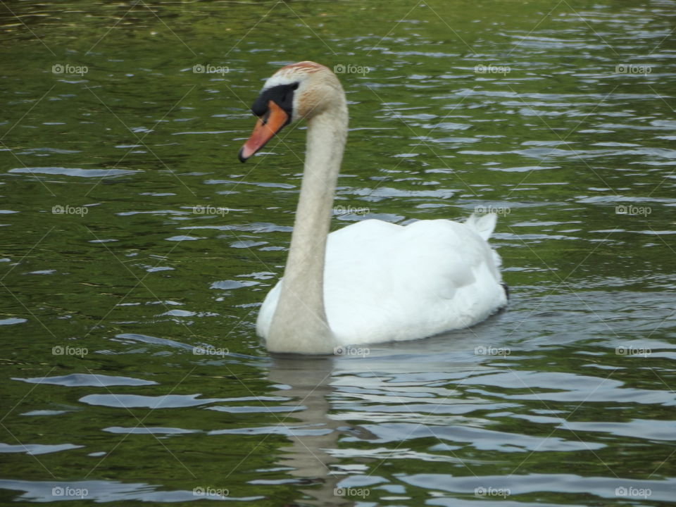 Peaceful Swan