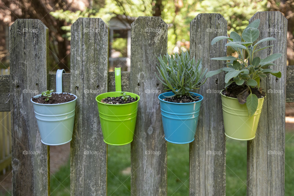 Plants on a fence