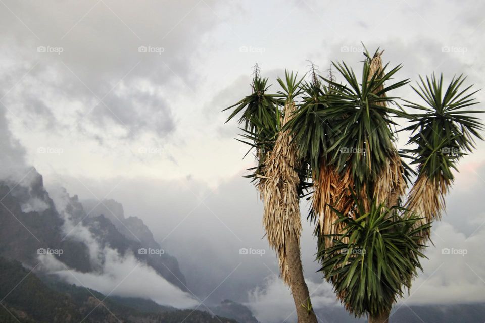 Fog and a palm tree in the mountains in the evening on La Palma
