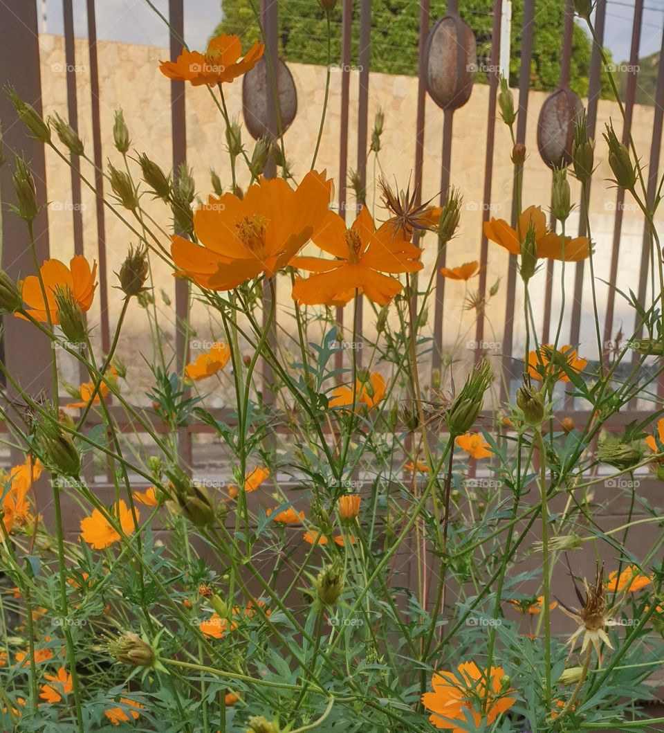 Beautiful garden in spring, orange flowers, wallpaper, natural