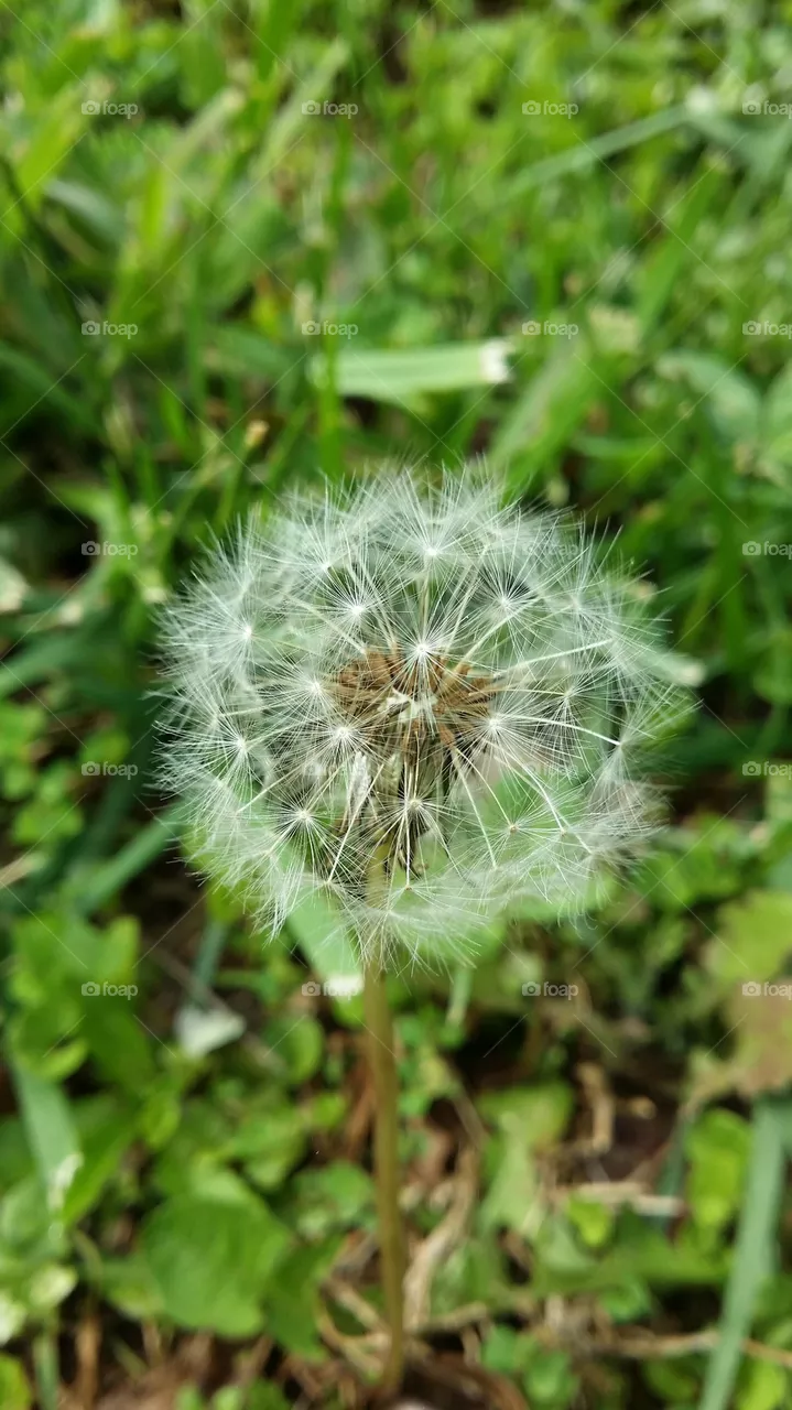 delicate