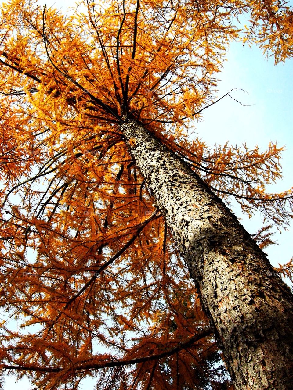 Soaring Trunk