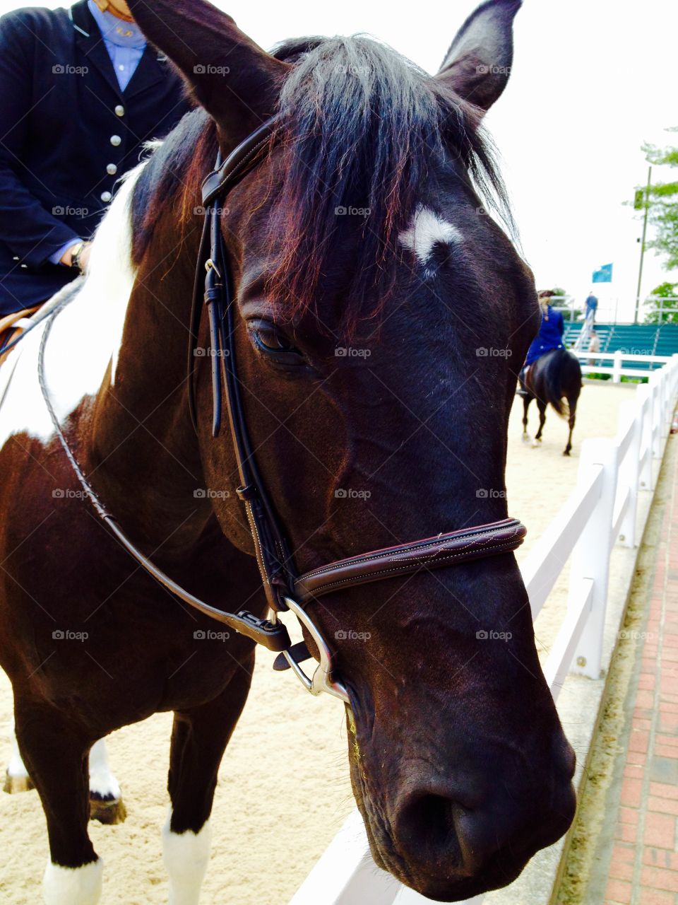 Portrait of kentucky horse by fence