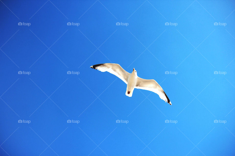 cornwall bird bad by Gummer