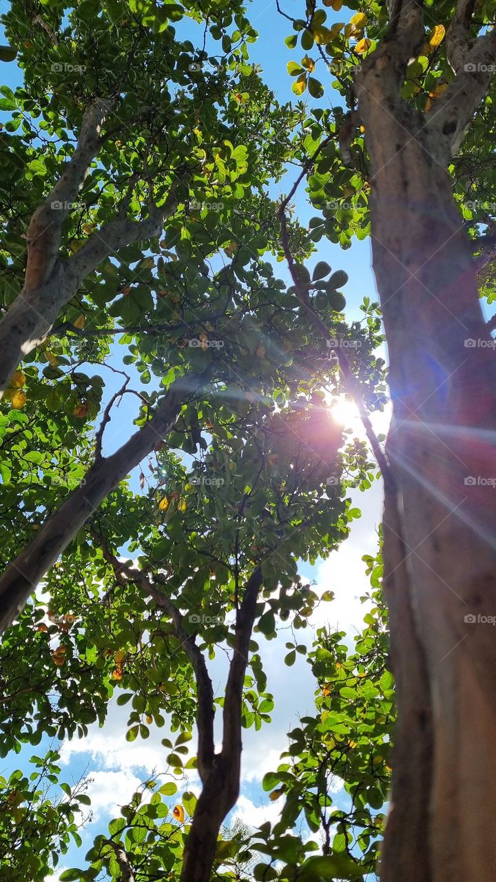 sunshine through the leaves.