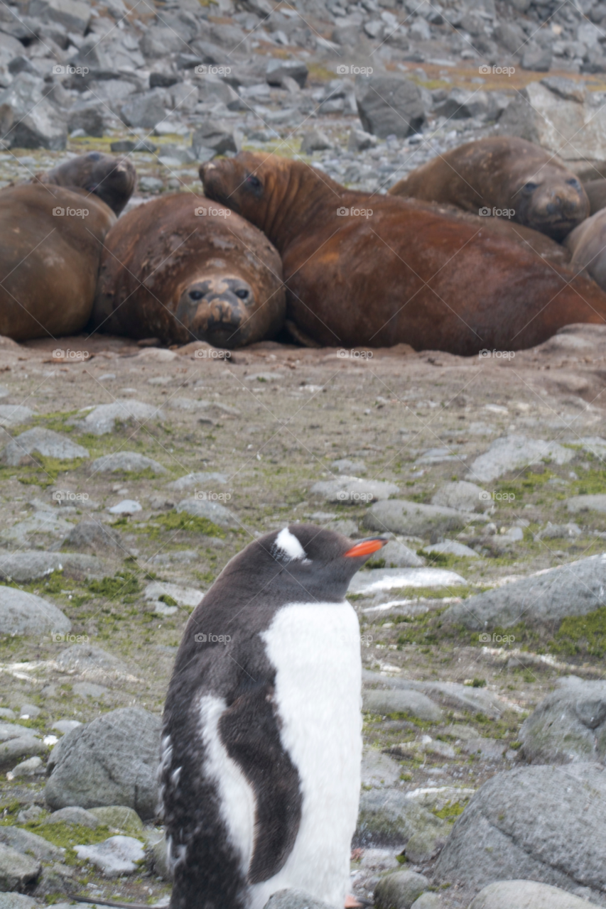 seal penguin antarctica by ntiffin72