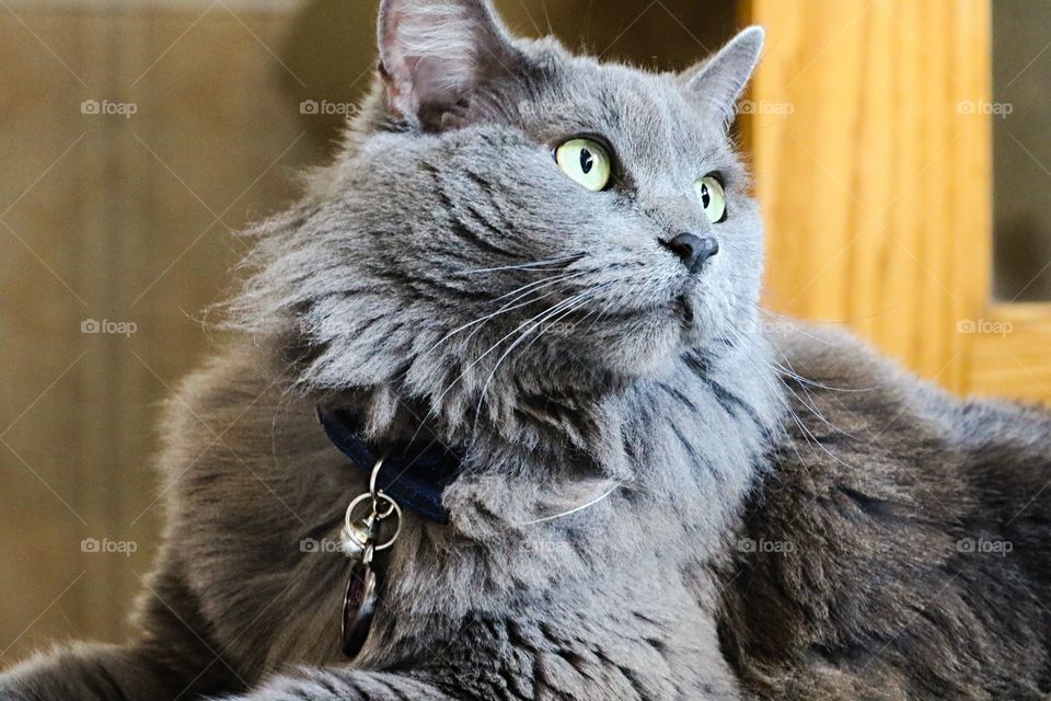Nebelung Light