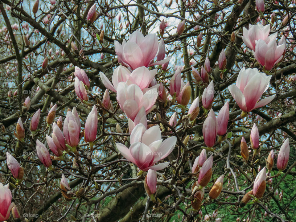 flowering trees in spring on a sunny day