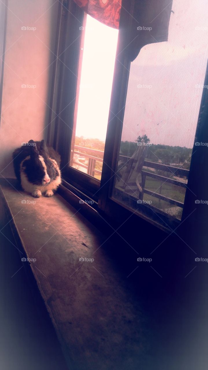 UP India Rabbit Chakia Chandauli Nice look black