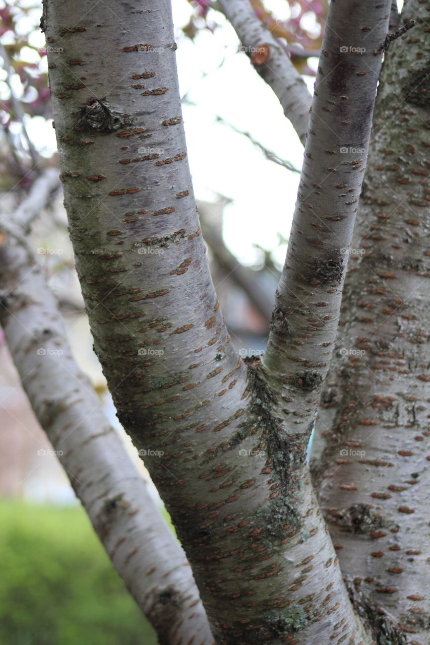 Silvery gray cherry tree trunk
