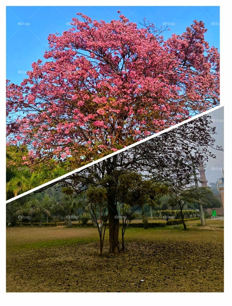 Wow, that pink tree is so pretty! It looks like a scene straight out of a fairytale with people enjoying the beautiful surroundings. ๐ธ๐ณ