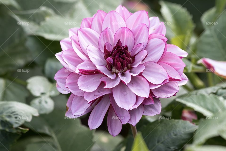 Beautiful blooming pink Dahlia in the garden 
