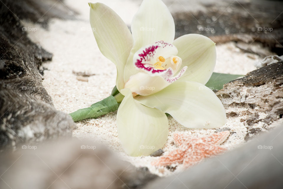 orchid on the beach