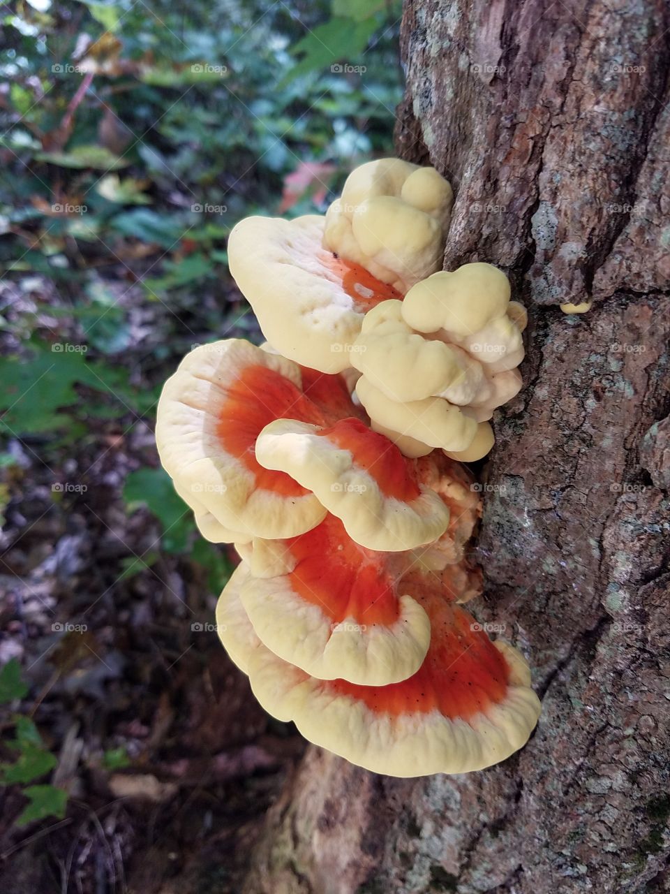 Brightly Colored Fungus