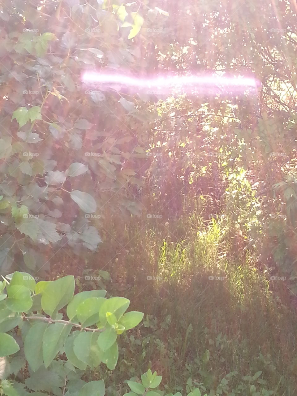 What is it?. Strange light showed up in this photo