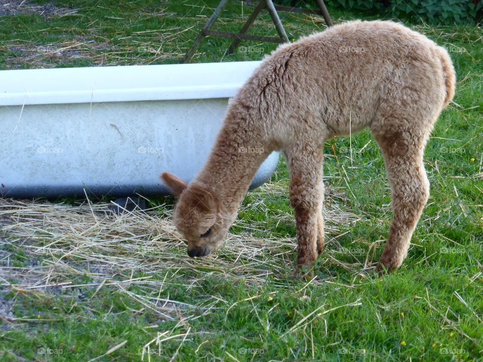 Alpaca 