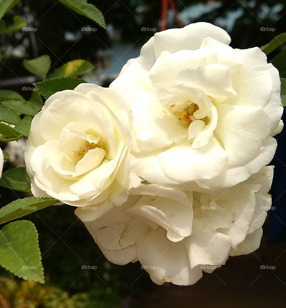 white flowers