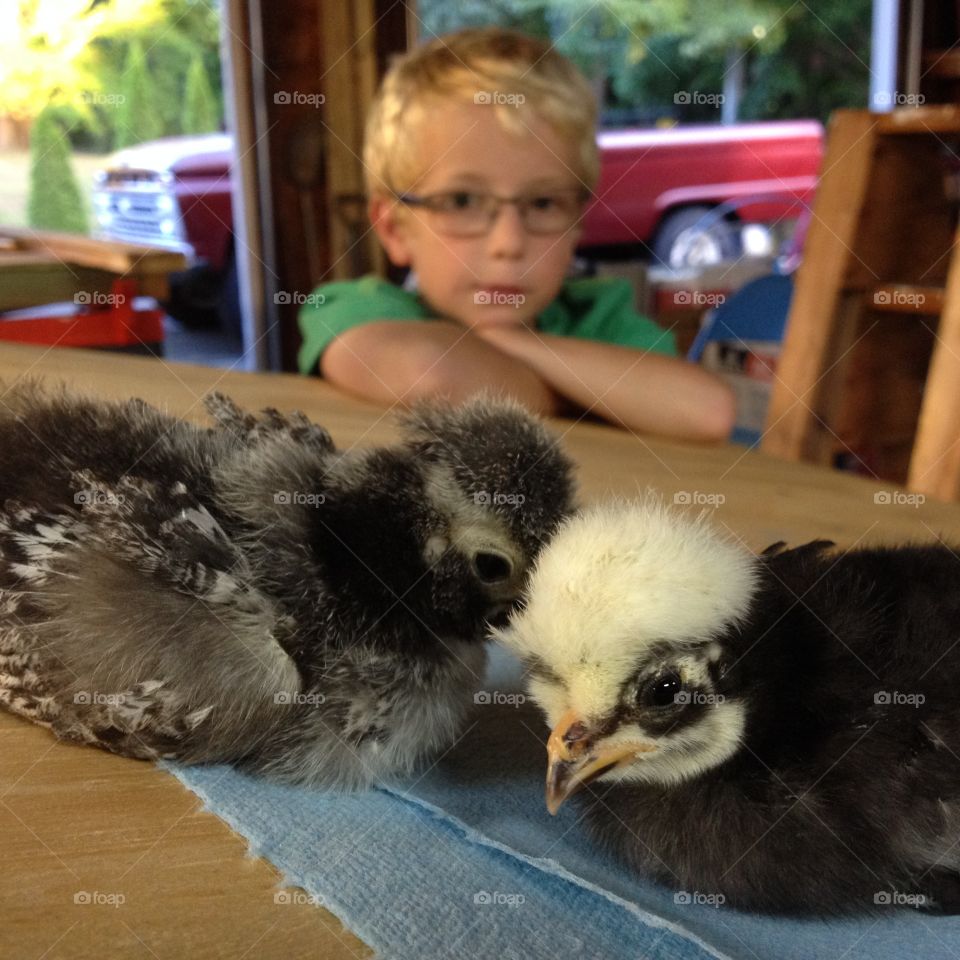  Boy and his pet chicken