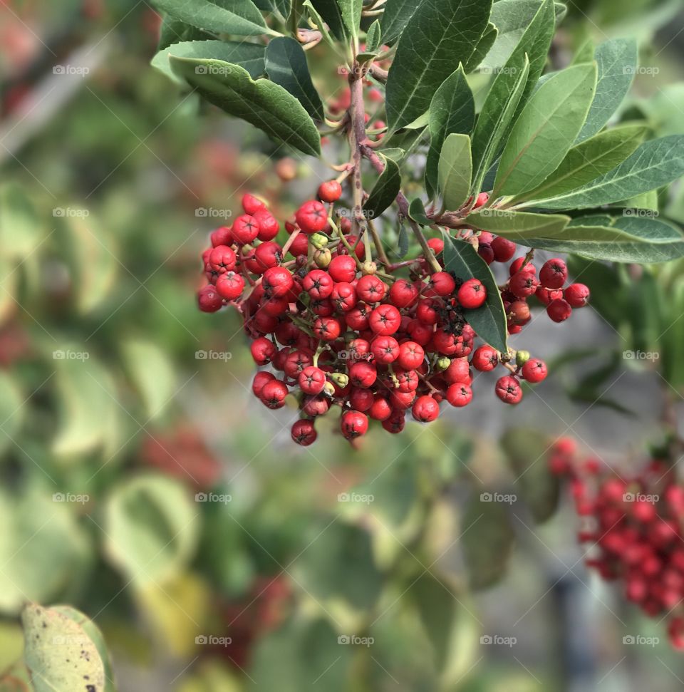 #Red Berries 