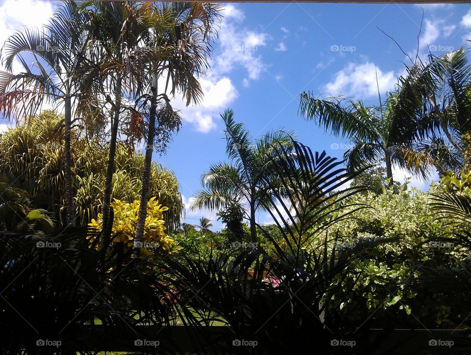 garden with palmtrees. palms sky and clouds