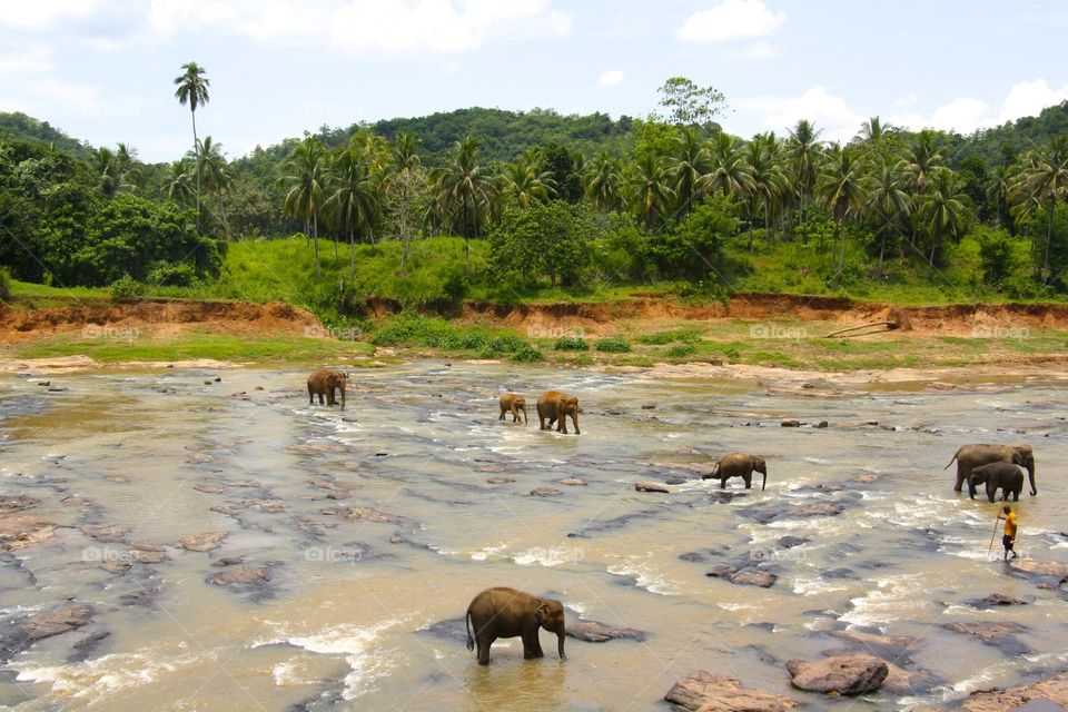 Éléphants from Sri Lanka