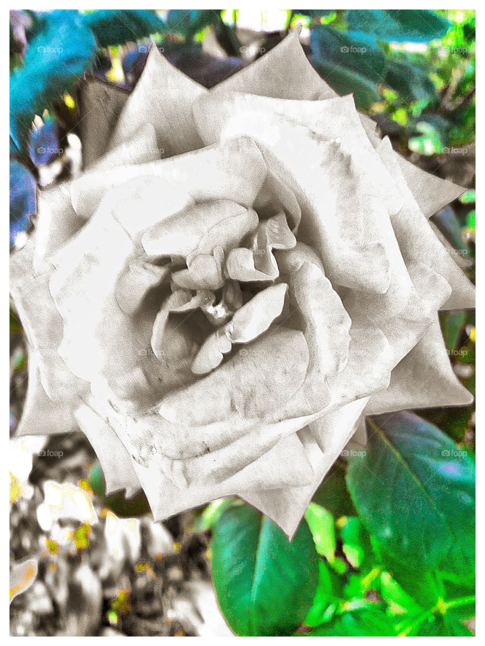 blank white rose