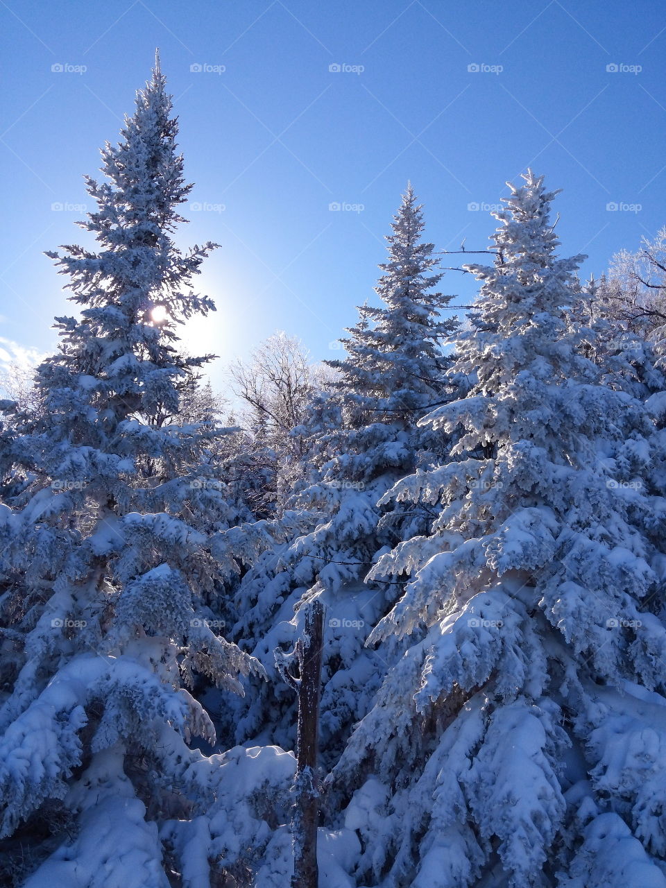 Low angle view of pine trees in winter