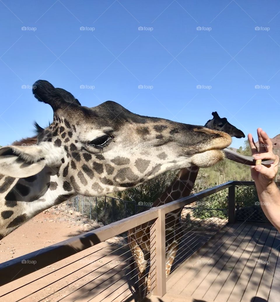 Giraffe feeding 