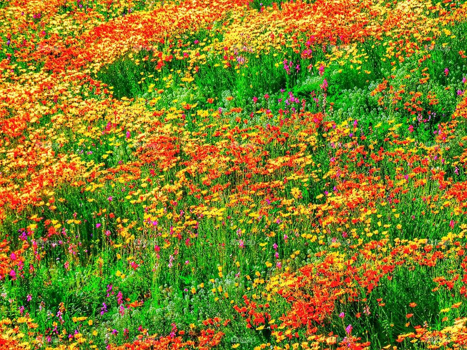 Spring wildflowers in California 