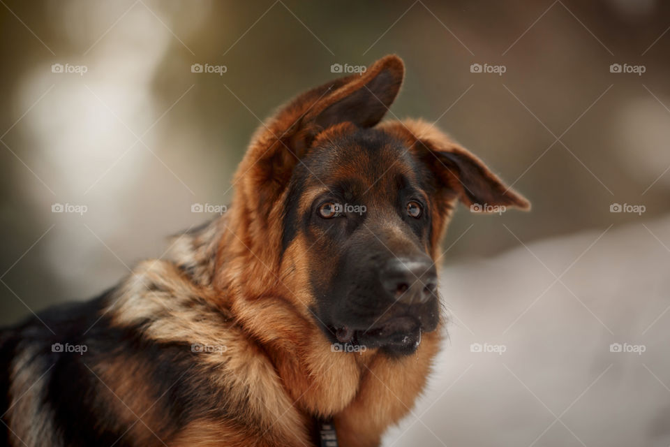 	Red cute german shepherd 5-th months puppy portrait at snow at the winter