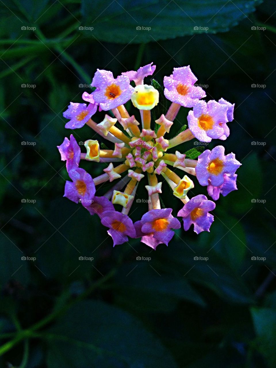 Flower Maze