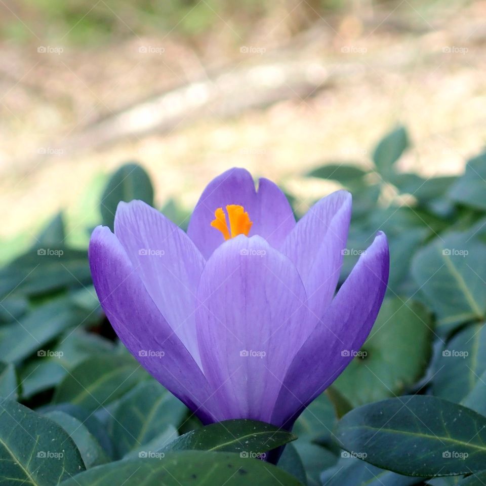 Purple crocus flower growing in flower bed with periwinkle vine
