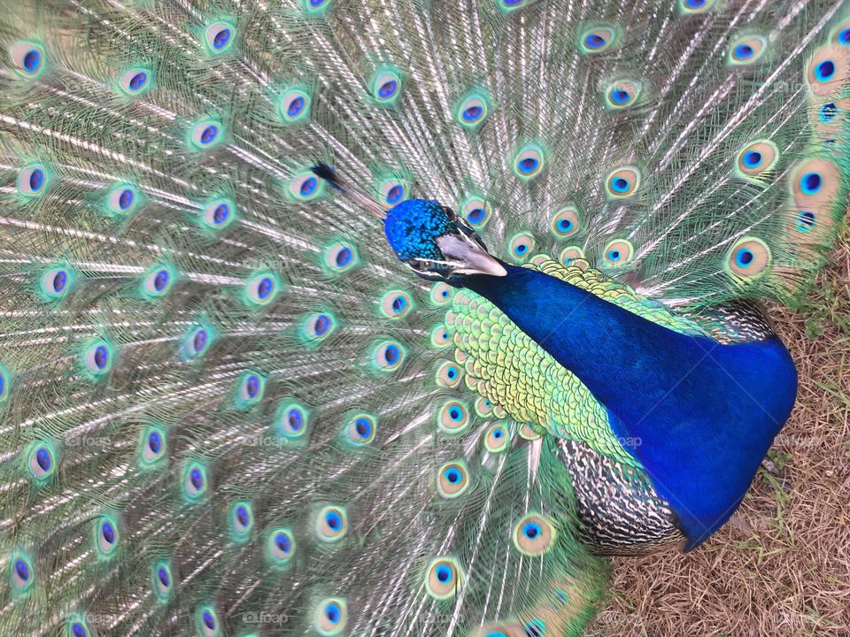 Very close up of a beautiful peacock in Florida 