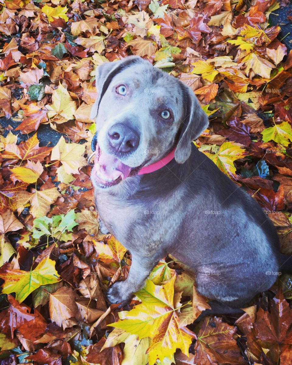 Benson in the Leaves 