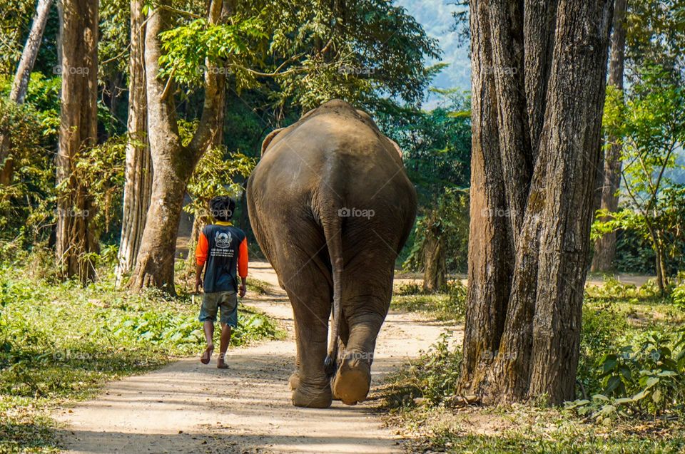 Indian Elephant walking in Jungle with keeper