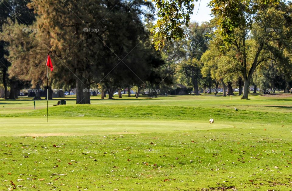 Golf, Landscape, Tree, Grass, Nature
