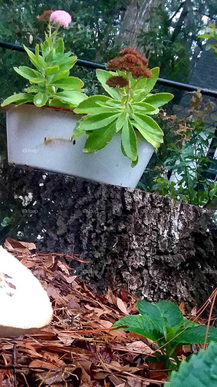 many colors of autumn