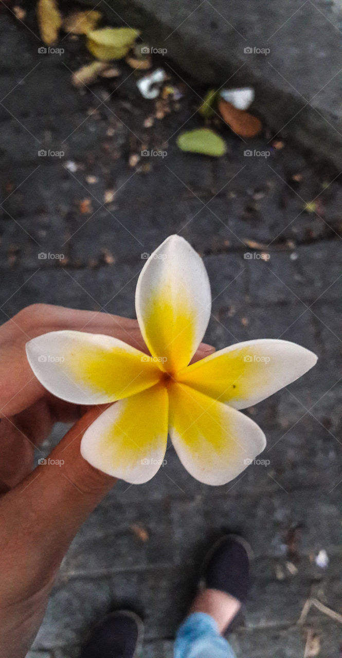 flower
