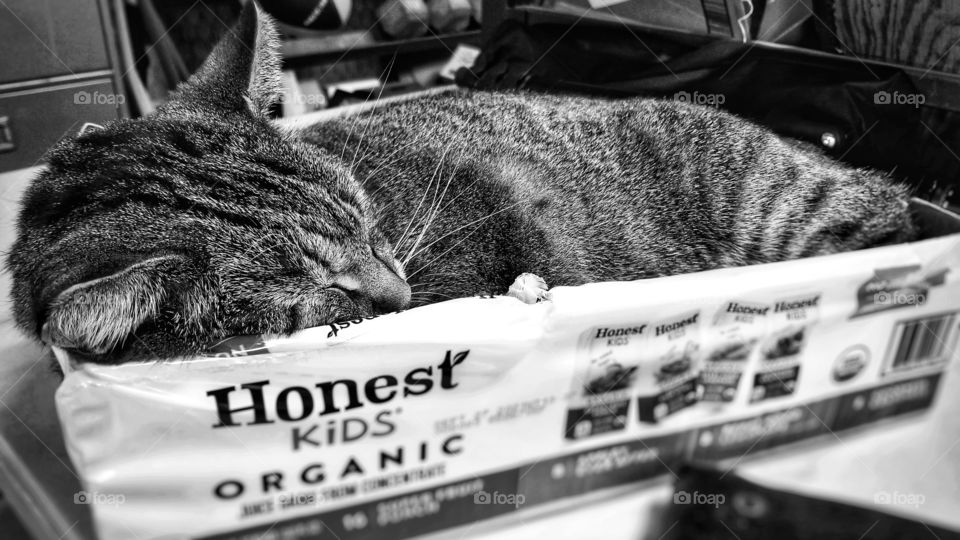 Sleepy Tabby  Cat in a Box for Organic Juice