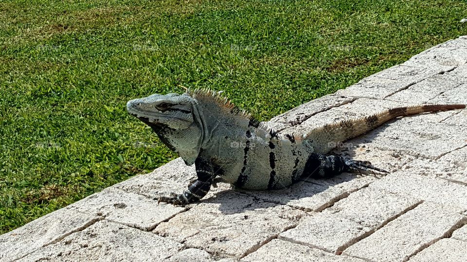 beautiful iguana