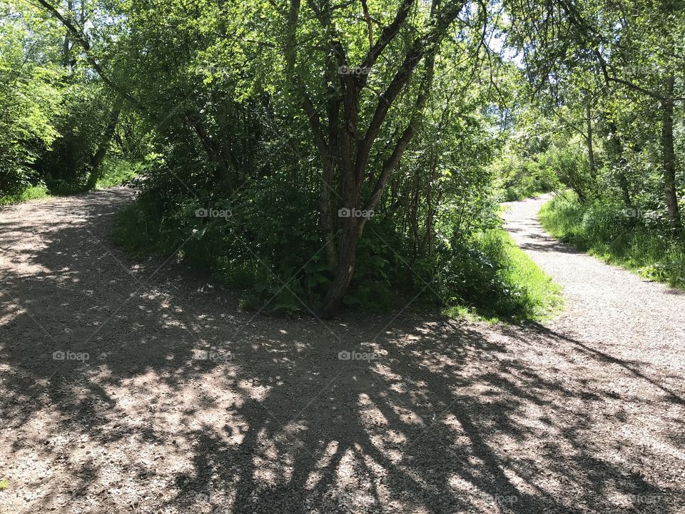 Divided path amongst trees