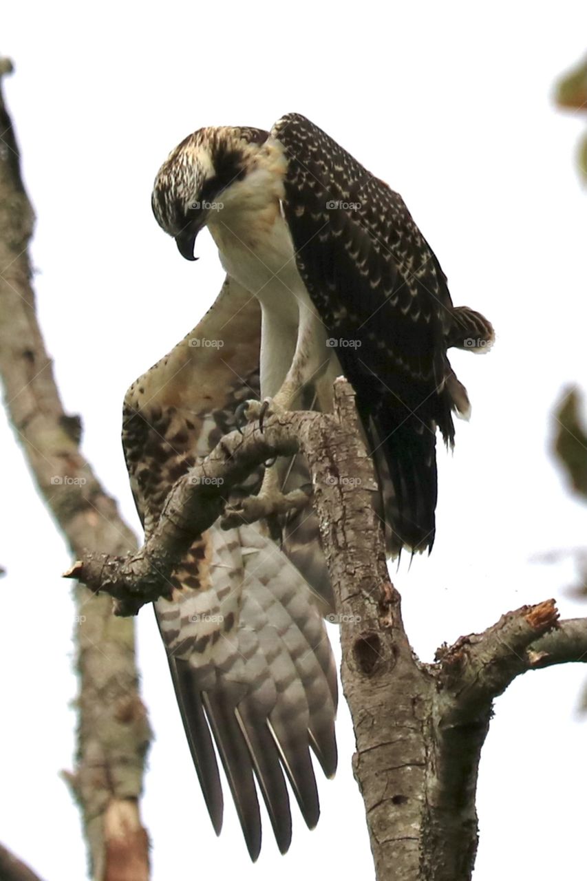 A juvenile osprey stretches its legs while high on a branch overlooking its nest 