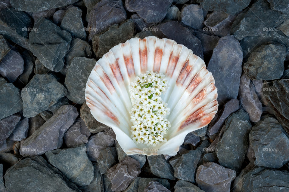 Calico scallop sea shell with Bridal Wreath (Spiraea Arguta) flowers on dark stones background.