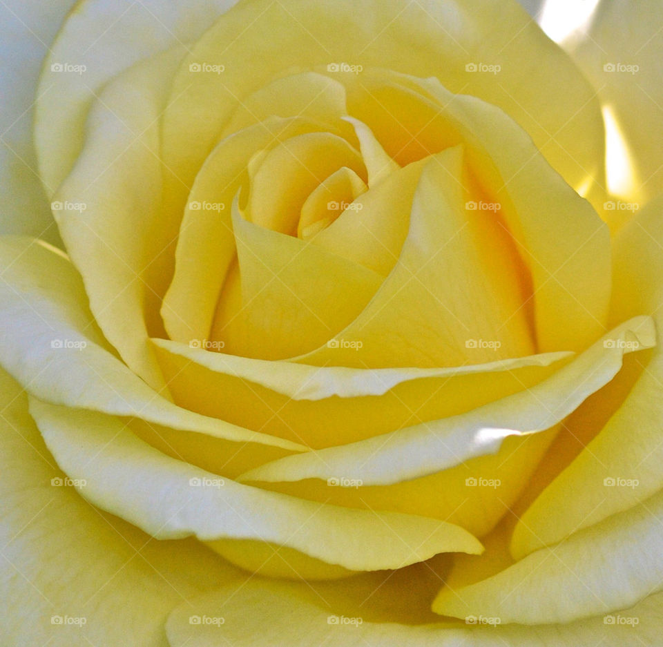 yellow flower rose petals by gp56